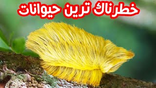 این ده تا حیوان ، اصلا خطرناک‌ به نظر نمیاند اما