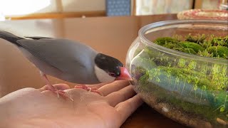 苔リウムを見ていると、ある事をしたくなった文鳥  あずき  Java sparrow