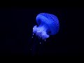 blue jellyfish