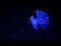 blue jellyfish