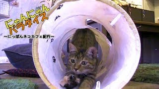 にゃんにゃんパラダイス ～にっぽんネコカフェ紀行～ 第112回/保護猫カフェ 駒猫