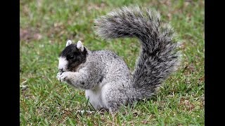 Fox Squirrels in South Carolina