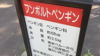 【無編集】20190811 弥生いこいの広場動物広場 ウンコボルトペンギン 【ガーベージセクション】