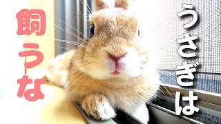 うさぎを飼ってみて初めて分かった５つの大変な事【パート2】Five hard things I learned after I kept a rabbit