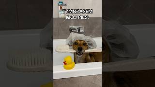 A jak Wasze psy na kąpiel? 🧼🐶. #tadzio #pies #piesek #dog #puppy #gadającypies #kapiel #bath