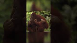 Cute Mama Apes care ...#apes #wildlife #primate #animals #shorts #nature