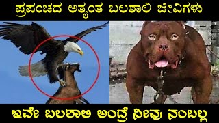 ಪ್ರಪಂಚದ ಅತ್ಯಂತ ಬಲಶಾಲಿ ಜೀವಿಗಳು ಇದರ ಮುಂದೆ ಆನೆ ಸಿಂಹ ಹುಲಿ ಕೂಡ ಟುಸ್ ಪುಸ್ | World's Most Strongest Animals