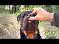 Rottweiler 💔 The Truth About Their Health!