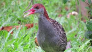 Slaty-breasted rail calling loudly