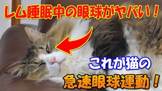 これが猫の急速眼球運動！目が開いたままレム睡眠に入ったボス吉がヤバ過ぎる‥！！