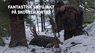 Fantastisk smygjakt på skovelhjort | BRA JAKT