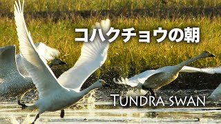 野鳥撮影・ 【野鳥動画】コハクチョウ・朝の飛び立ち /4K