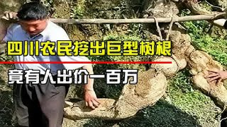 四川农民挖出巨型树根，竟有人出价一百万，到底是什么东西？