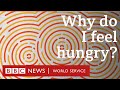 Why do I feel hungry? - BBC World Service