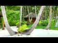 tropical windstorm natural sounds motu tane island bora bora french polynesia 🇵🇫 4k travel