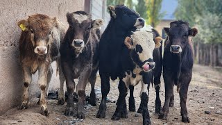 Arzonchi Boburjon Ukamizdan Yangi Partiya Qirgʻiziston Bishkek Yosh Koʻchat Novvoslar 22-Oktyabr