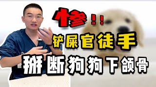 惨！铲屎官徒手掰断狗狗的下颌骨