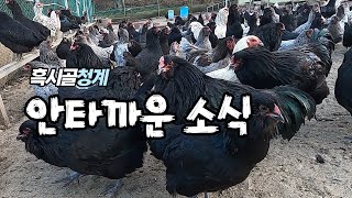 흑시골청계 안타까운 소식이 있어 전해드려요~