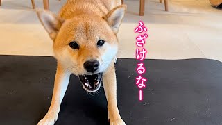 ついに反抗期を迎えてしまった柴犬が可愛い