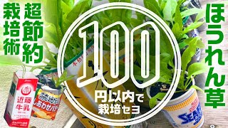 【超節約】ダイソー種\u0026激安資材でほうれん草100円栽培｜種まき→収穫｜ホウレンソウの育て方