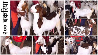 200 Female Goats of All Breeds | Poona Goat Farm बकरी पालन