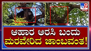 Bear: ಸ್ಥಳದಲ್ಲಿ ಬೀಡುಬಿಟ್ಟ ಅರಣ್ಯ ಇಲಾಖೆ ಅಧಿಕಾರಿಗಳು, ಪೊಲೀಸರು | Tv9 Kannada