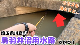 トンネルの中にミミズを落とすと..埼玉県川島町鳥羽井沼近くの用水路で釣り！