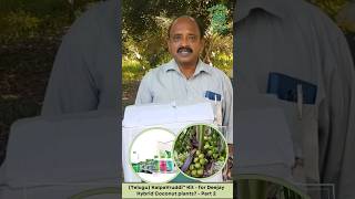 (Telugu) KalpaVruddi™ Kit Usage - in Deejay Hybrid Coconut Plants? - Part 2