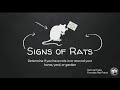 ferndale rat patrol presentation