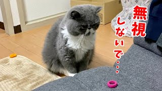 遊んでほしいアピールするブサカワ猫を無視し続けた結果……【エキゾチックショートヘア】