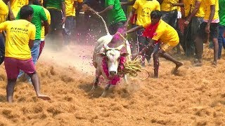 கீரிப்பட்டி துரைசாமி காளை கூடமலை ஜல்லிக்கட்டில் gudamalai jallikattu 2018