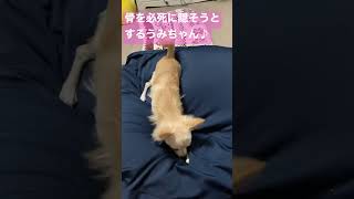 【子犬】おバカ行動連発のチワワが可愛すぎる…！