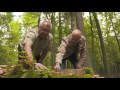 bialowieza s trees attacked by bark beetle