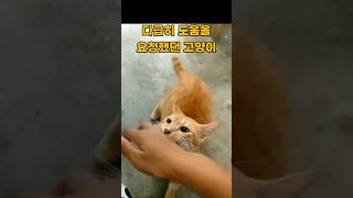 다급히 집사에게 도움을 요청했던 고양이 이유는..?