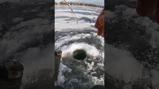 Northern Pike on a tiny rod with 6lb test ICE Fishing ! #fishing #icefishing #cpr