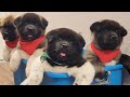 Today I groomed bear cubs | American Akita puppies