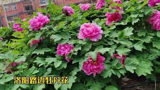 洛阳四月芳菲尽，街头尽开牡丹花。#洛阳 #牡丹