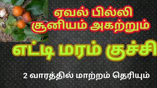 எட்டி மரம் வசியம், Vasiyam seviathu eappdi yatti maram in tamil