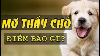 Giải mã giấc mơ thấy CHÓ - Mơ thấy chó điềm báo gì?