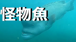 怪物魚や大物が泳ぐ冬の海！下津ピアーランド　水中映像