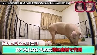 水曜日のダウンタウン神回 ➦ テレビに食べ物が映ったら同じもの食わなきゃいけない 24時間生活第2弾