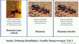 Insekt, Ordnung Hautflügler, Familie Hungerwespen, Teil 1 arge archaeoteleia insect elegans fallax