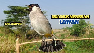 Download Mp3 Suara Burung KUTILANG GACOR, Ngamuk Menekan Lawan || Burung Kutilang Lain Auto Emosi dan Gacor