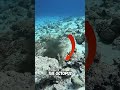 are octopuses really from earth @fulidhoo_dive_maldives shorts