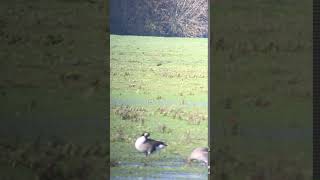 Glossy Ibis Port Meadow