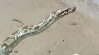 Indroda Nature Park Snake House Gandhi Nagar Gujarat #gujarat #travel