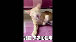 猫咪偷吃主人的药，在主人生气责罚时大叫妈妈，女主人瞬间没脾气 #007