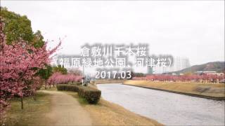 倉敷川千本桜（福原緑地公園、河津桜） 2017.03