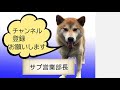 柴犬サブ　【うすら笑い】　みやこ寿司　多賀の里　愛知　常滑　ランチ　子連れok　多賀神社