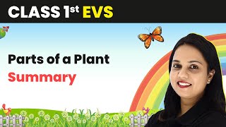Parts of a Plant - Summary | Class 1 EVS